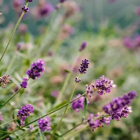 Casa Consalvo 3* 폰테카냐노