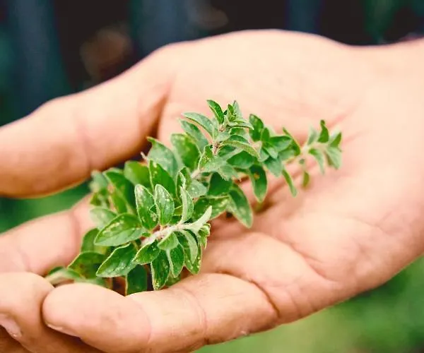 Casa Consalvo Bed and breakfast